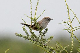 Patagonia Canastero (Pseudasthenes patagonica) (15774685157).jpg