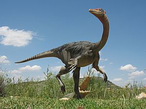 Archivo:Pelecanimimus model - Castilla-La Mancha Paleontological Museum (Cuenca, Spain) 01