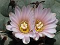 Peyote-Kaktus Lophophora williamsii-002