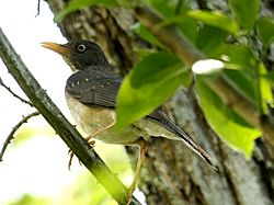 Plumbeous-backedThrush.jpg