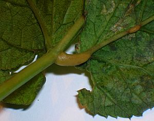 Archivo:Protomyces macrosporus on Aegopodium podagraria leaf