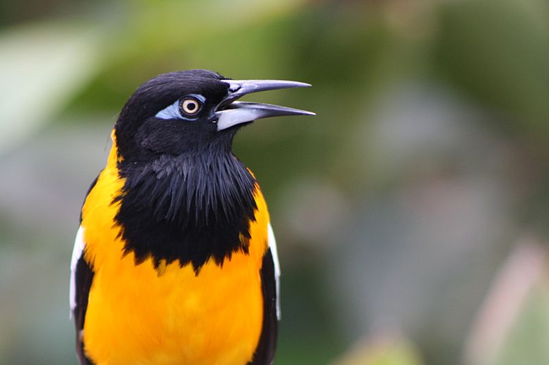Puerto Rican Troupial, Icterus icterus, Venezuelan Troupial; Mayaguez zoo aviary, Puerto Rico; orioles and blackbirds