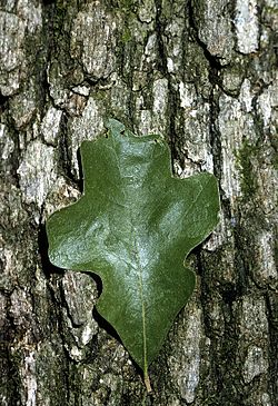 Quercus stellata (USDA).jpg