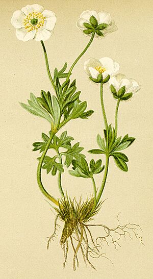 Archivo:Ranunculus glacialis Atlas Alpenflora
