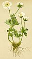 Ranunculus glacialis Atlas Alpenflora