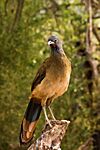 Rufous-vented Chachalaca - Guacharaca del Norte (Ortalis ruficauda) (8629080871).jpg