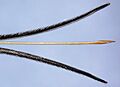Scambus calobatus ovipositor - JHR-023-055-g002