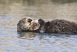 Archivo:Sea-otter-bay 11