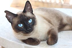 Archivo:Seal point Blue Eyed Cat