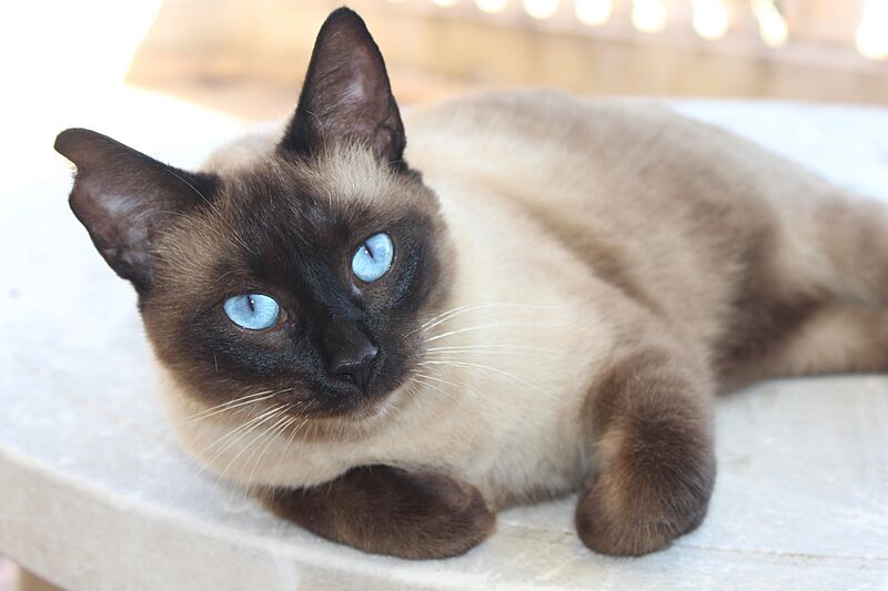 Seal point Blue Eyed Cat