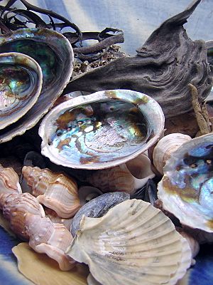 Archivo:Seashells by designerd cc-by-sa-2.0