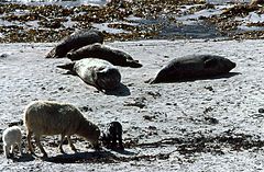 Archivo:Sheep and seals, Nouster Bay, North Ronaldsay - geograph.org.uk - 710686