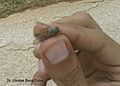 Tabanus subsimilis