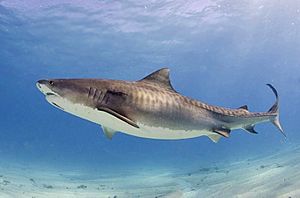 Archivo:Tiger shark(2)