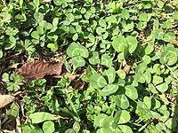 Trifolium Repens2
