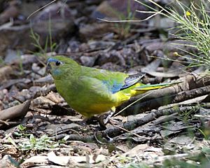 Archivo:Turquoise Parrot (Neophema pulchella)-6