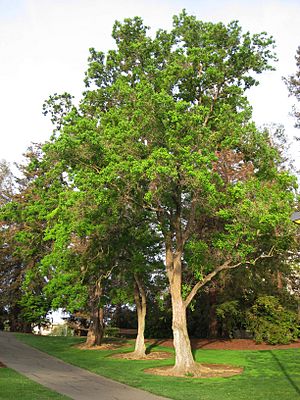 Archivo:UC Davis arboretum - Sapium sebiferum