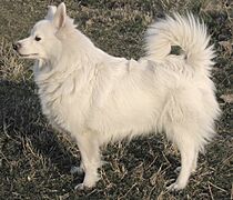 Un chien Spitz allemand