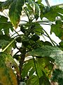 Vasconcellea monoica BotGardBln1105FruitsHabitus
