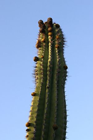 Archivo:Yaiza Playa Blanca - Avenida Maritima - Pachycereus pecten-aboriginum 05 ies