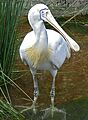 Yellow Billed Spoonbill PerthZoo SMC 2005
