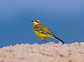 Yellow wagtail