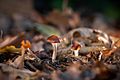 191101 Psilocybe cyanescens, Imperial Centre for Psychedelic Research
