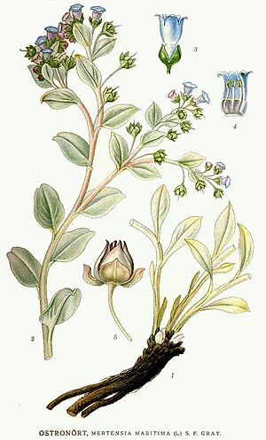 Archivo:580 Mertensia maritima