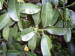 Archivo:Acronychia littoralis - leaves & buds
