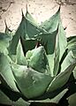 Agave parrasana o Maguey de parras