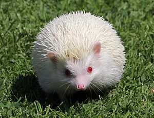 Archivo:Albino Hedgehog