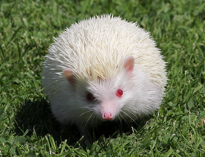 Albino Hedgehog
