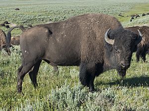 Archivo:American Bison (Yellowstone)