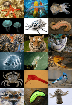 Archivo:Animal diversity