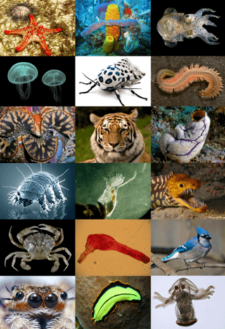 Animal diversity.png