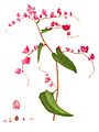 Antigonon cordatum Blanco2.462-cropped