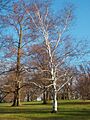 ArnoldArboretumBirch20040415-01s