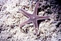 Astropecten spinulosus