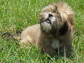 Archivo:Bearded Lion Dog