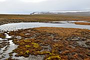 Bennett-Insel 3 2014-08-25