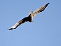 Bonelli's Eagle I IMG 3230