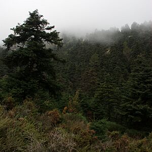 Archivo:Bosque de Pinsapos