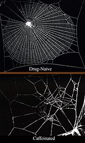 Archivo:Caffeinated spiderwebs