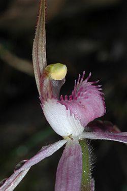 Caladenia rosella.jpg