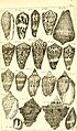 Catalogue systématique et raisonné, ou, Description du magnifique cabinet appartenant ci-devant à M. le c. de *** - ouvrage intéressant pour les naturalistes, and pour les amateurs de l'histoire (14578304248)
