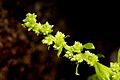 Chenopodium capitatum - Flickr - aspidoscelis (1)