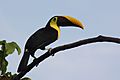 Chestnut-mandibled toucan