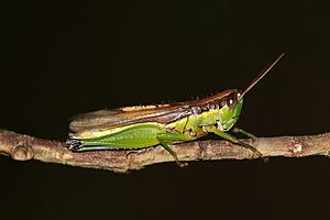 Archivo:Chinese rice grasshopper (Oxya chinensis)