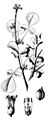 Commiphora africana00a
