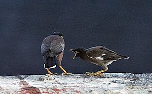 Archivo:Common Myna- Juvenile crying for food from Adult I IMG 8070